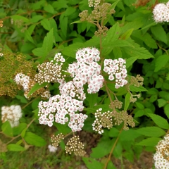 Spiraea formosana