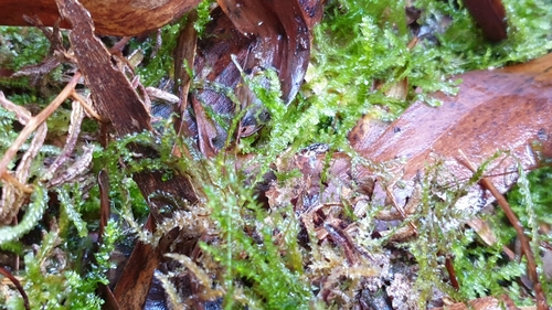 Image of Rhynchostegium tenuifolium by (c) Andrew Thornhill, some rights reserved (CC BY)