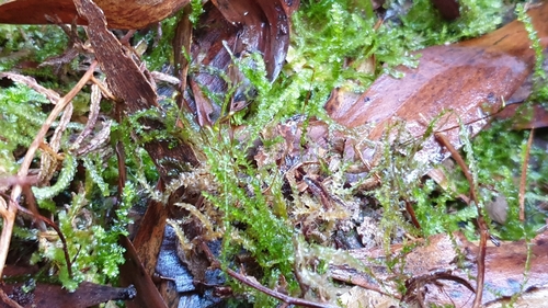 Image of Rhynchostegium tenuifolium by (c) Andrew Thornhill, some rights reserved (CC BY)