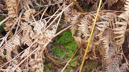 Image of Rhynchostegium tenuifolium by (c) Andrew Thornhill, some rights reserved (CC BY)