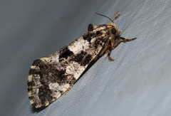 Afrotheora thermodes