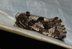 Afrotheora thermodes