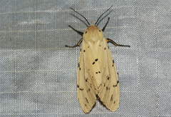 Eyralpenus subluteus