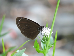 Euploea tulliolus koxinga