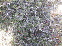 Rhamnus myrtifolia