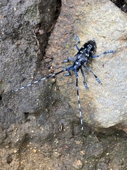 Anoplophora chinensis