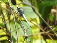 Orthetrum glaucum