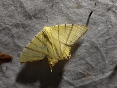 Ourapteryx sciticaudaria