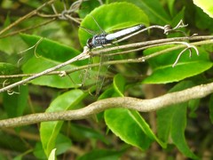 Orthetrum glaucum