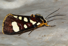 Mitrophrys latreillii