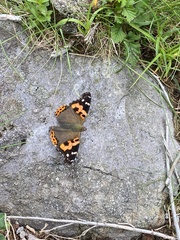 Vanessa indica indica
