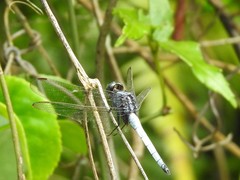 Orthetrum glaucum