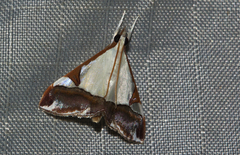 Viettessa margaritalis