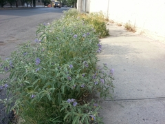 Solanum elaeagnifolium