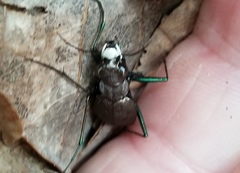 Apterodela unipunctata