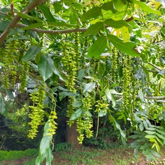 Pterocarya stenoptera