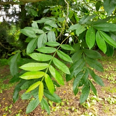 Pterocarya stenoptera