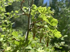 Ribes pinetorum