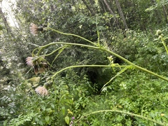 Cirsium × hybridum