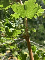 Ribes pinetorum