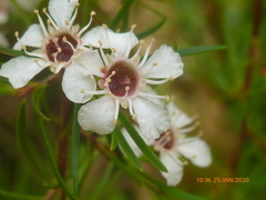 Kunzea ericoides