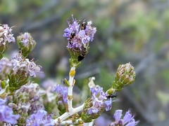 Microhoria