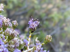 Microhoria