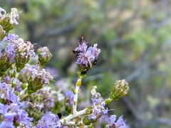 Microhoria