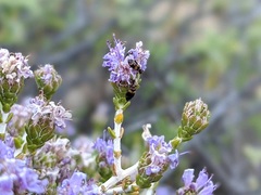 Microhoria