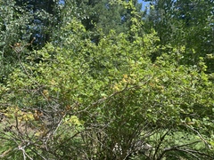 Ribes pinetorum