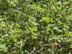 Ribes pinetorum