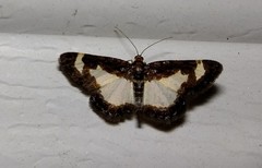 Heliomata cycladata