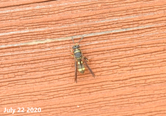 Leucospidae
