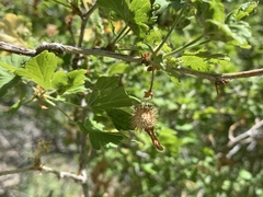 Ribes pinetorum