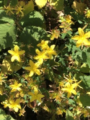 Hypericum × desetangsii