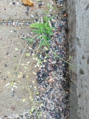 Capsella bursa-pastoris