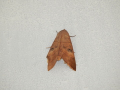 Thyas coronata