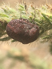 Psacasta exanthematica