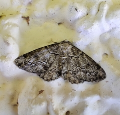 Cleorodes lichenaria