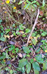 Hieracium sylvularum