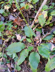 Hieracium sylvularum