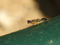 Odontomantis sinensis
