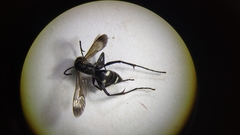 Cryptocheilus versicolor