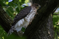 Accipiter cooperii