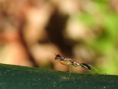 Odontomantis sinensis