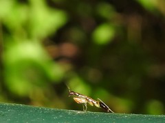 Odontomantis sinensis