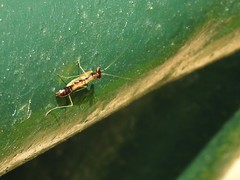 Odontomantis sinensis