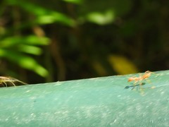 Odontomantis sinensis