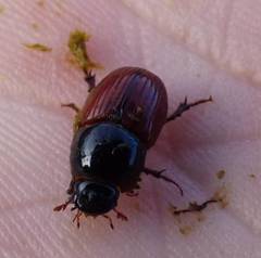 Rhodaphodius foetens