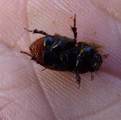 Rhodaphodius foetens